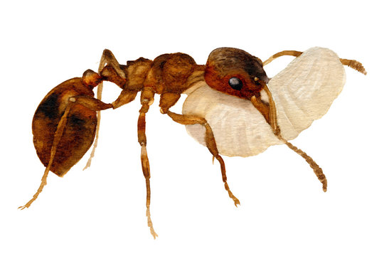 Picture of the ant carrying egg hand drawn in watercolor isolated on a white background