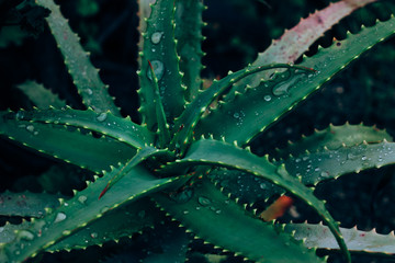 Fototapeta premium Beautiful foliage in dark green color. Droplets of water leaf on aloe vera leaf closeup. Nature background for your design
