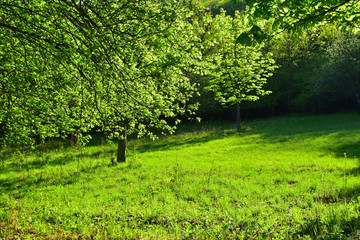 Green forest tree nature grass