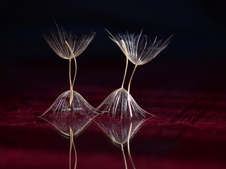 dry dandelion seeds on black background