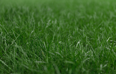 grass background 