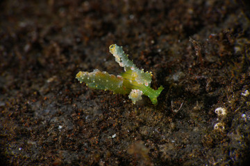 フリソデミドリガイ