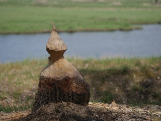  willow tree hurt by beaver