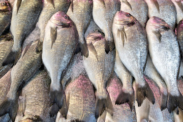 freshly caught gilthead seabreams at fishmonger