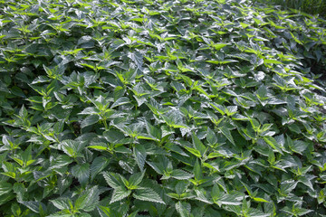 Obraz premium Stinging nettles