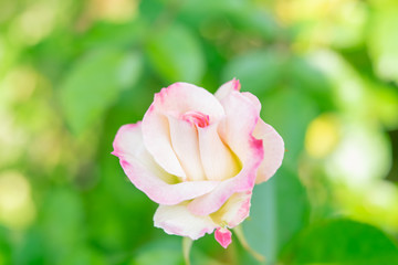 白にピンクの縁取りのバラ　マチルダ