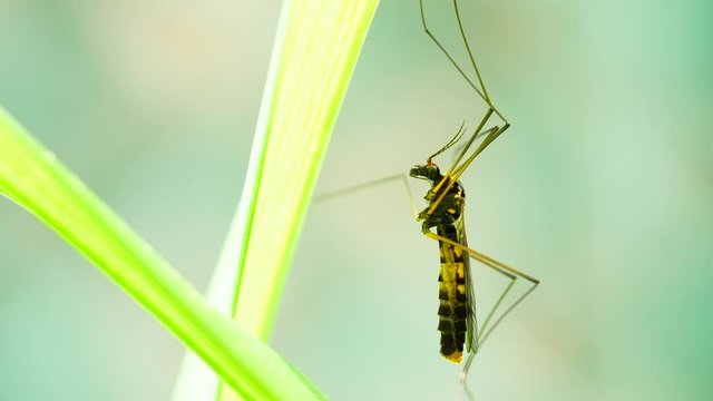 4K Extreme close up macro view of a giant mosquito hanging on a leaf on green background with bokeh effect