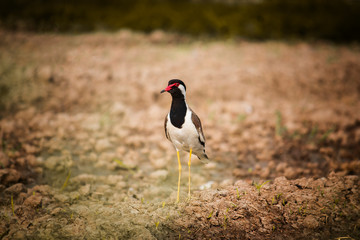 black crowned crane