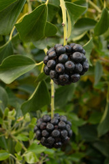 Perfect Black Ivy Berries in Spring