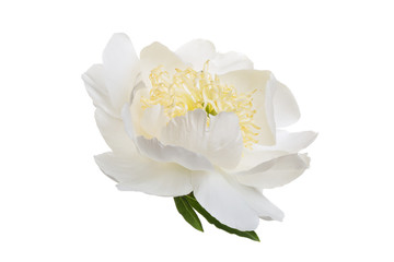 Tender white peony flower isolated on white background.