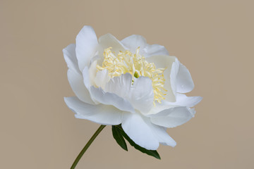 Fototapeta na wymiar Tender white peony flower isolated on a beige background.