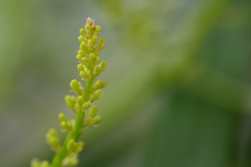 macro of  Dracaena Loureiri Gagnep flowers or Thai name is Chan Pha Tree.