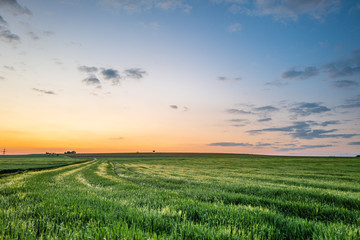 Fototapeta na wymiar field of barley in spring before sunrise