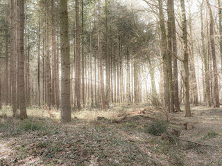 Fototapeta premium Wald 