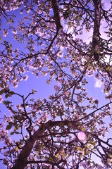 apfelbaum von unten in voller Blüte