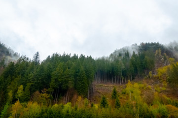The foggy pine trees forest in the Austria