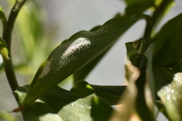 Fresh natural plants bathed in soft sunlight and drops of lovely water reflecting and adding texture