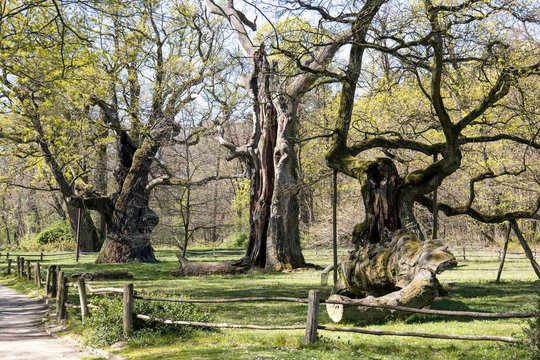 Lech, Czech and Rus - ancient oaks in Rogalin Landscape Park