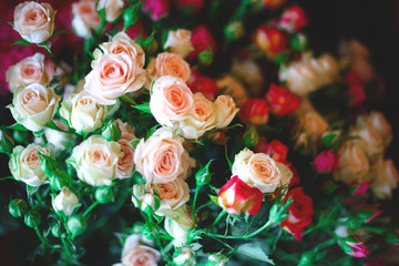 Beautiful fresh spring roses. best background for your design