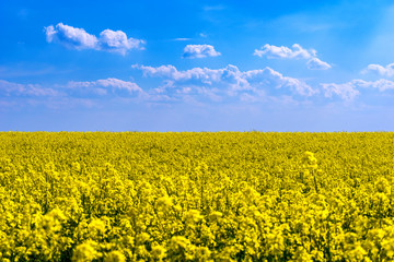 Obraz premium Ein Rapsfeld im Frühling mit blauem Himmel und weißen Wolken im Sonnenlicht