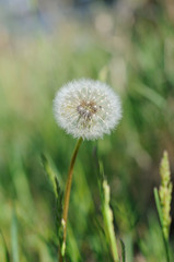 Field dandelion in spring season closeup. Shallow depth of field