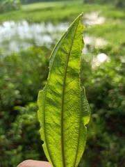 green leaf of wild plant