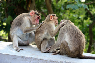 monkey family in wild