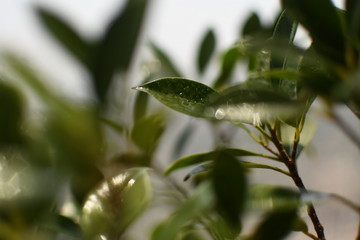 Fresh natural plants bathed in soft sunlight and drops of lovely water reflecting and adding texture