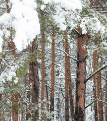 Pine trees in the snow.