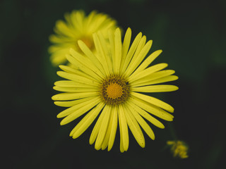 yellow flower on black background
