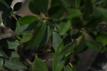 Fresh natural plants bathed in soft sunlight and drops of lovely water reflecting and adding texture