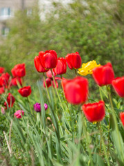 Fototapeta premium red tulips in the garden