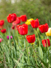 Fototapeta premium red tulips in the garden