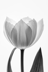 weiße Tulpe vor neutralem Hintergrund