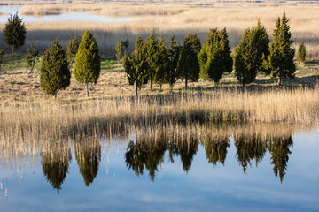 Tree reflection in lake Kanieris
