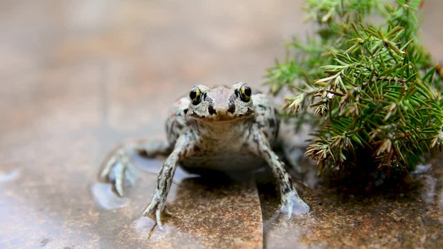 European common brown frog sits in water. Rana temporaria in the pond with stone bottom. Close up video.