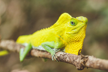 chameleon on a tree