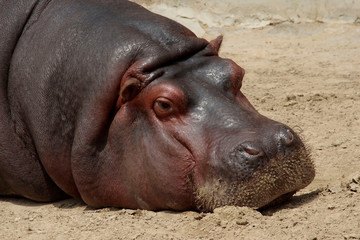 
Hippopotamus lies on the sand sunny day