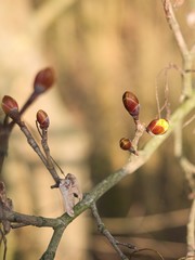 Knospen