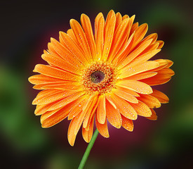 orange gerber daisy