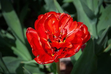 Red Tulip Blooming Flower Macro