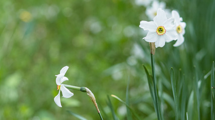 white spring flowers