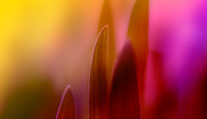 Toned grass close up. Natural red de focused background.