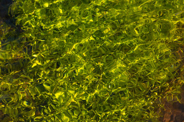 Klares Wasser einer sprudelnden Quelle mit Wasserpflanzen und klarer Bach mit seidigen Wellen für Entspannung und Meditation zeigen schöne Reflexionen auf der Wasseroberfläche mit unberührter Natur