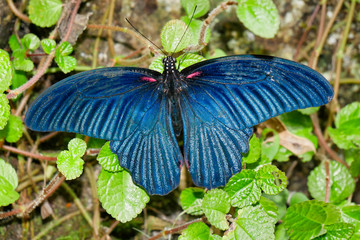 Close up of a Great Mormon (papilio memnon) butterfly, taken in Malaysia