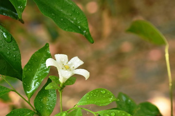 orange jasmine tropical flower scented on night with drop of water blooming in garden