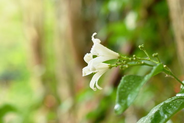 orange jasmine tropical flower scented on night with drop of water blooming in garden