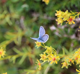 Plebejus idas, the Idas blue or northern blue butterfly