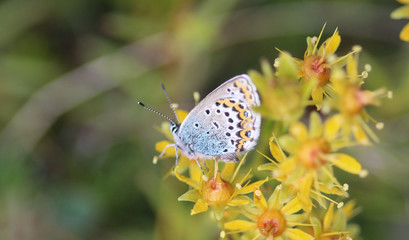Plebejus idas, the Idas blue or northern blue butterfly