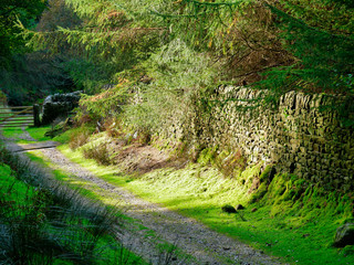 Sunshine falls on a moss covered dry stone wall and trees next to a secluded track in the Yorkshire Dales in the UK